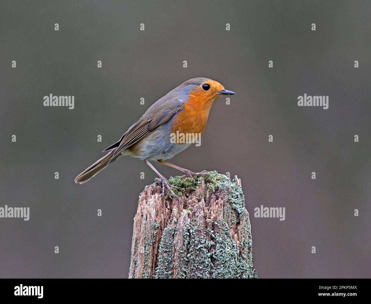 European robin perché Banque D'Images