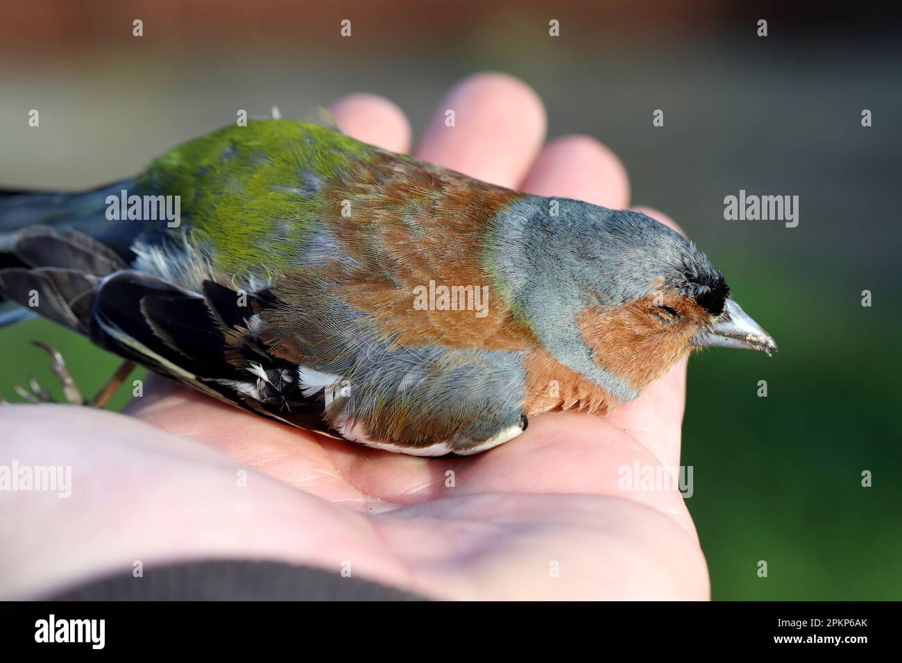 Le chaffinch commun ou simplement le chaffinch (Fringilla coelebs). Un oiseau mort couché sur le trottoir. Banque D'Images