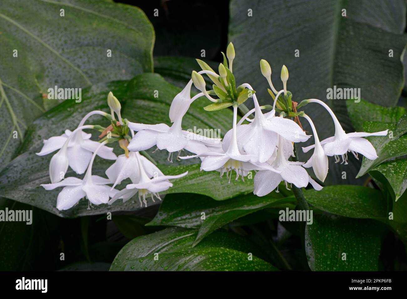 Calice de coeur ou lily amazonienne (Eucharis amazonica), occurrence en Amérique du Sud Banque D'Images