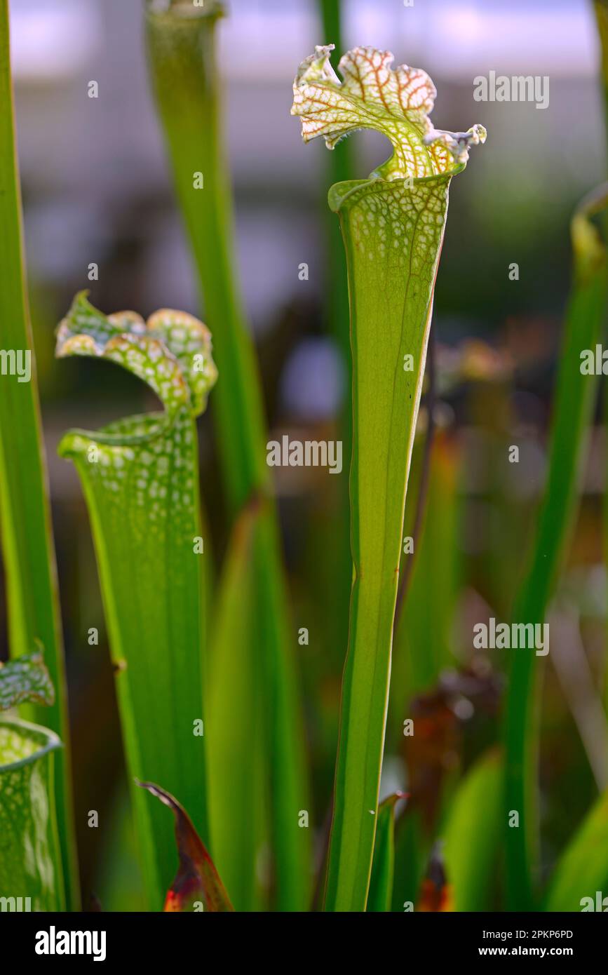 Plante de pichet blanche (Sarracenia leucophylla), Amérique du Nord Banque D'Images