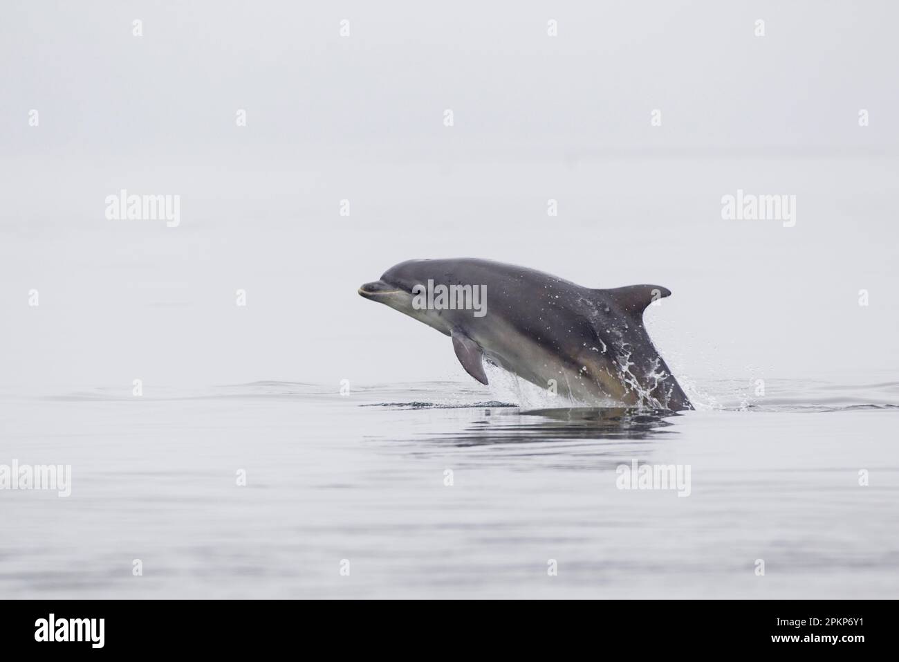Grand dauphin, grands dauphins, dauphins, mammifères marins, animaux — free download