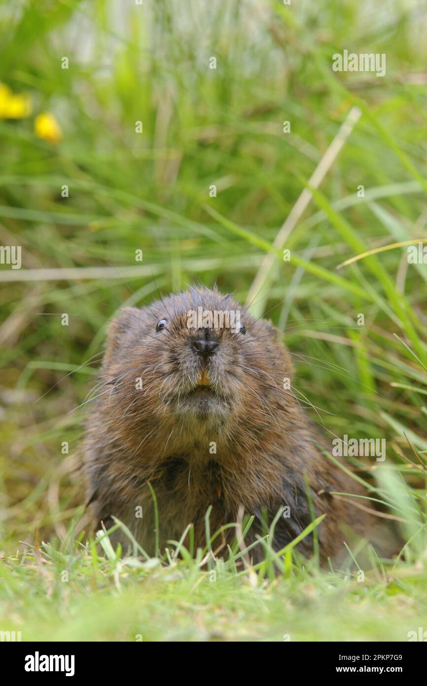 Campagnol de l'est, campagnol de l'est, campagnol de l'europe (Arvicola amphibius), campagnol de grande taille, rat d'eau, Scherrat, souris de Moll, Rats d'eau, Scherrat, souris Moll, Banque D'Images