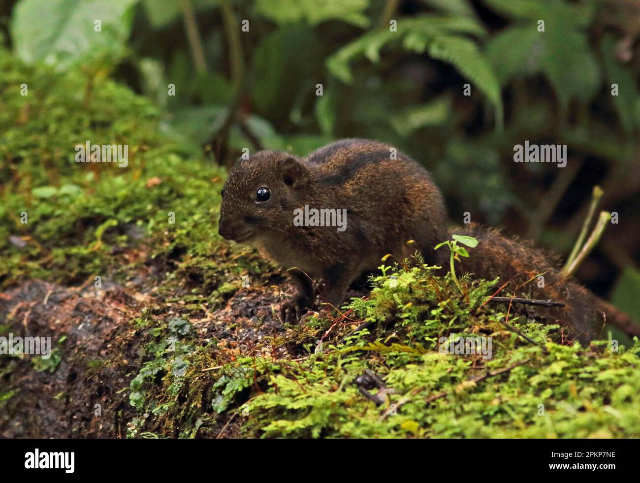 Écureuil à trois rayures (Lariscus insignis), rongeurs, mammifères, animaux, écureuil à trois rayures adulte, debout sur une bûche de mousse, Kerinci Sebl Banque D'Images
