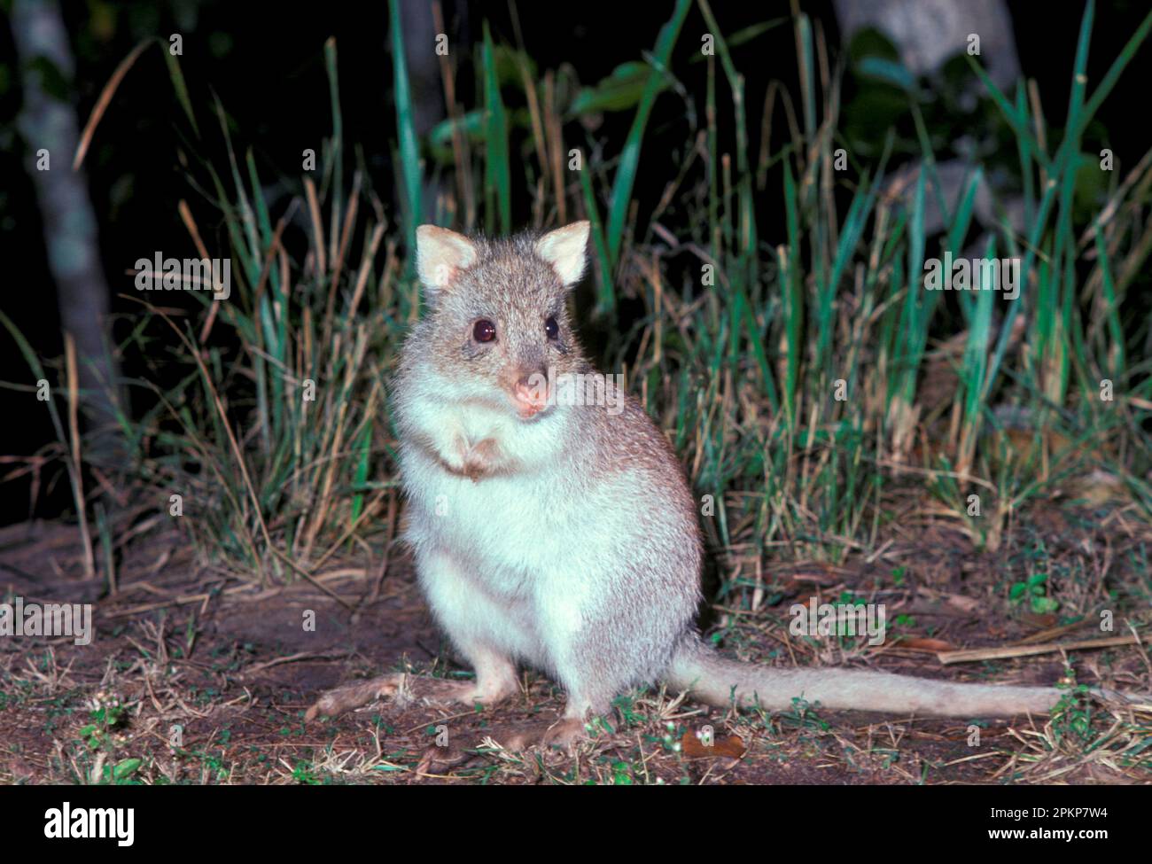 Kangourou de rat rouge, kangourou de rat rouge, kangourous de rat rouge, kangourous de rat rouge, kangourous, Marsupiaux, animaux, roufous Rat Kangaroo Aepyprymnus rufeschen Banque D'Images