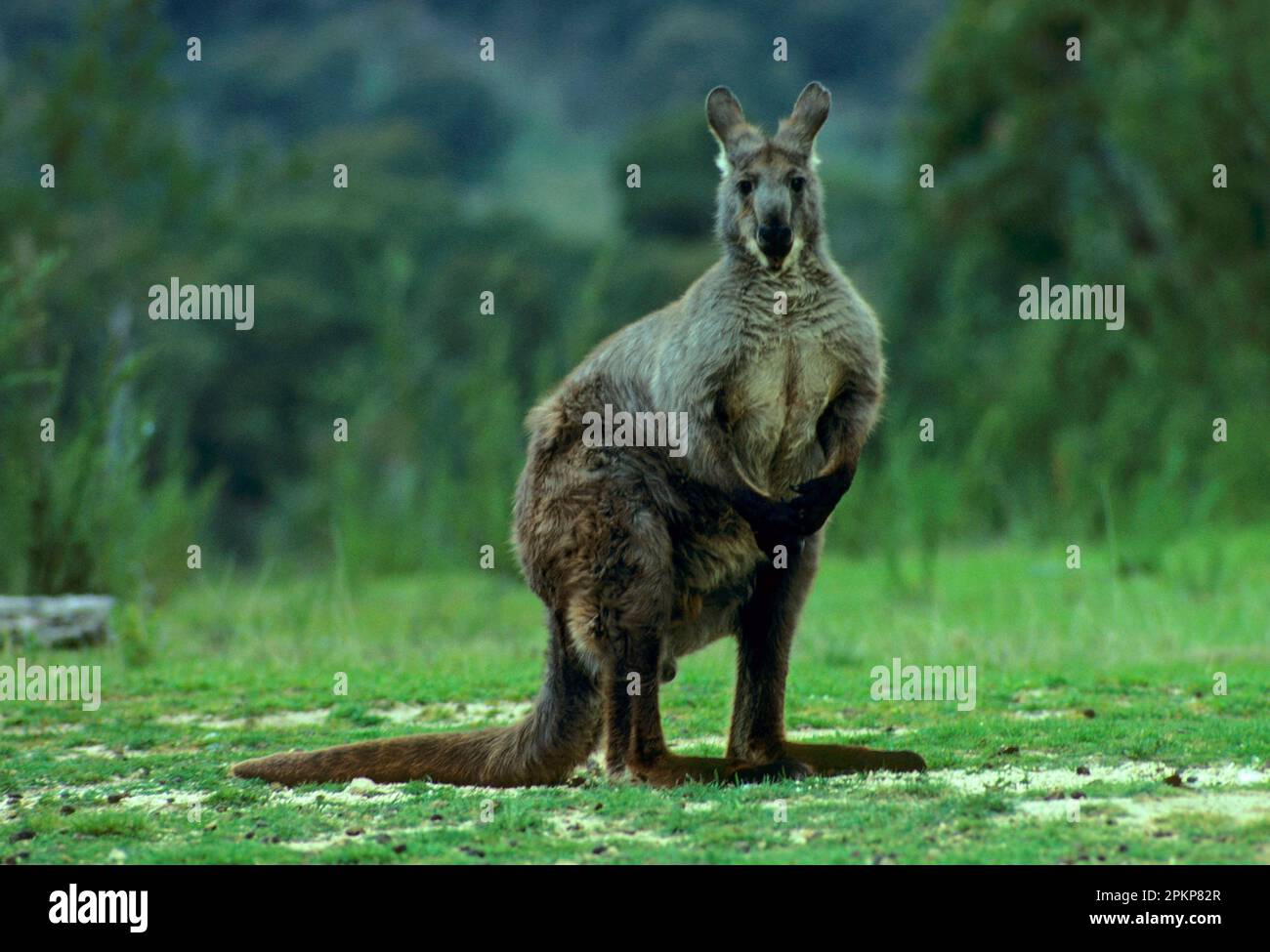 Les wallaroos communs (Macropus robustus), les kangourous de montagne, les wallaroos, les kangourous, les marsupiaux, Animaux, Malé de Wallaroo sur herbe, Nouvelle-Galles du Sud, A Banque D'Images