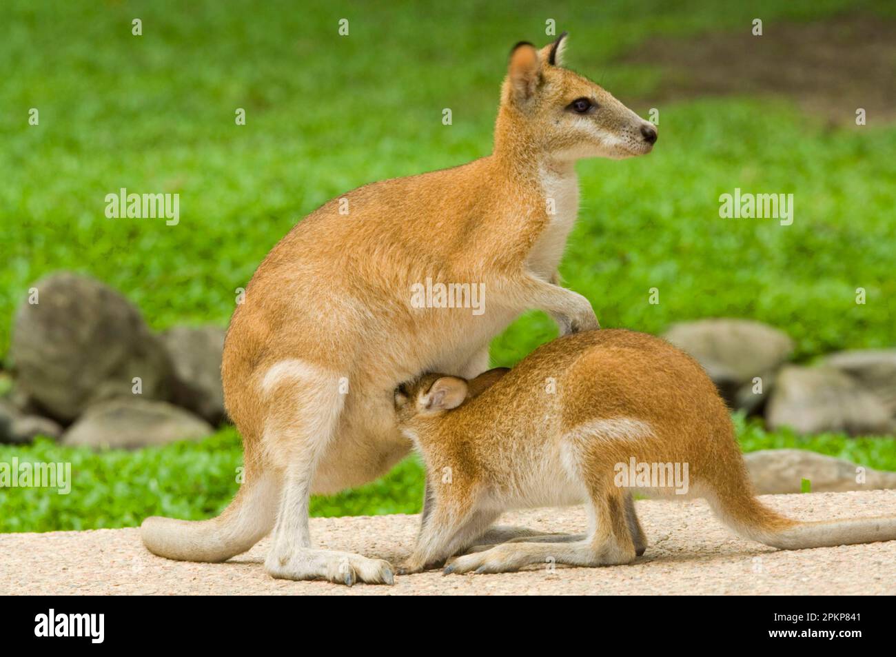 Agile Wallaby, Agile Wallabies, Sand Wallaby, Sand Wallabies, Agile Kangaroo, Kangourous agiles, kangourous agiles, kangourous, marsupiaux, animaux, Agile Banque D'Images