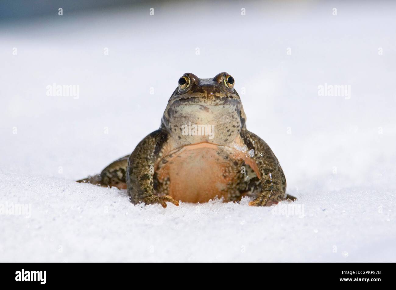 Georgien Marsh Frog (Rana camerani) adulte, homme, assis dans la neige, dans le Grand Caucase, dans les montagnes du Caucase, en Géorgie, Asie Banque D'Images