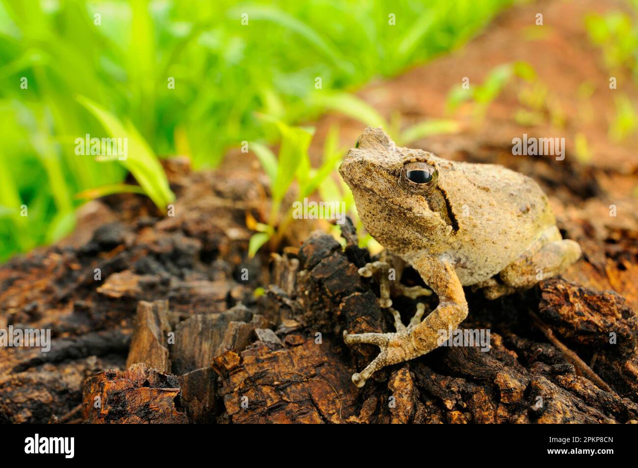 Treefrog (Chiromantis xerampelina) adulte, assis en rondins, Ruaha N. P. Tanzanie Banque D'Images