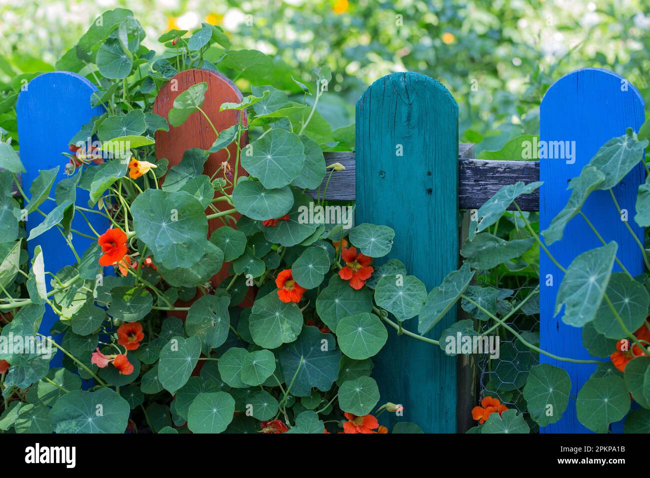 Naturtium sur la clôture de jardin, Tier-und Oekogarten peine, Basse-Saxe (Tropaléolum majus), Allemagne, Europe Banque D'Images
