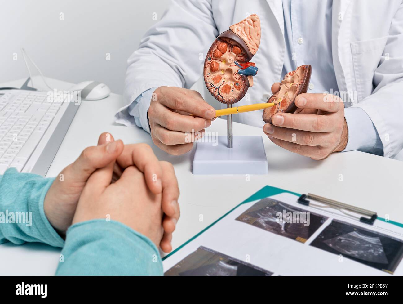 Urologie et traitement de la maladie rénale. médecin analysant la santé rénale du patient en utilisant l'échographie rénale et le modèle anatomique Banque D'Images