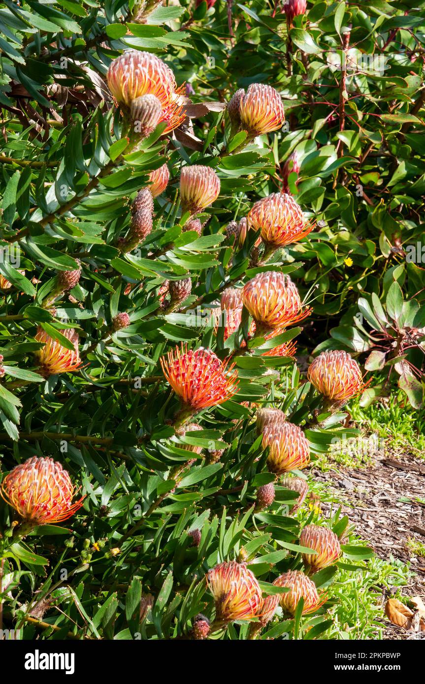 Sydney Australie, buisson à fleur rouge leucospermum x cuneiforme 'rigoletto' originaire d'afrique du Sud Banque D'Images