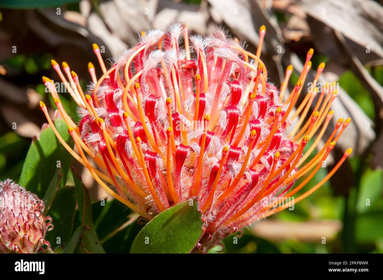 Sydney Australie, tête de fleur rouge d'une leucospermum x cuneiforme 'rigoletto' originaire d'afrique du Sud Banque D'Images