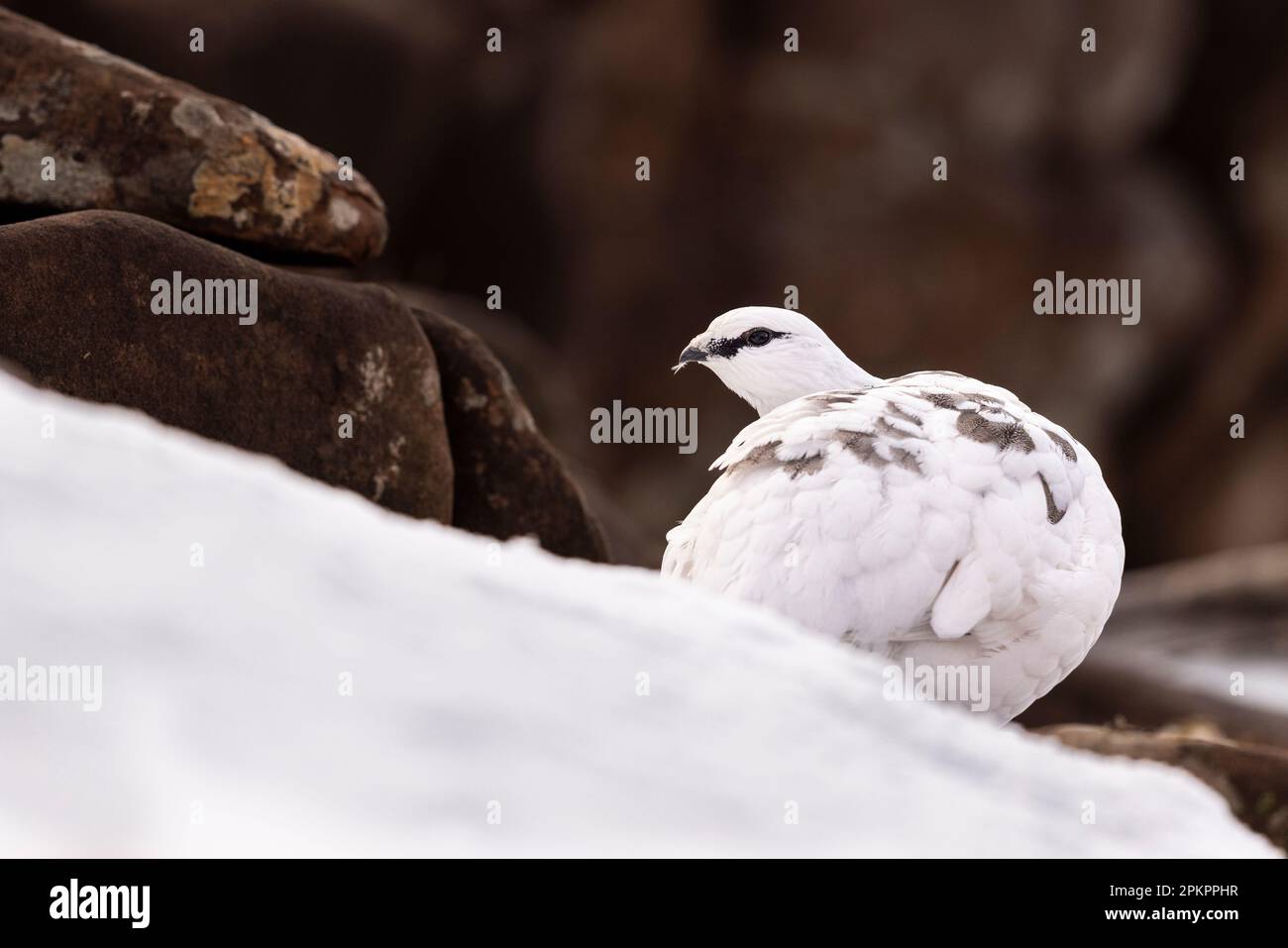 Ptarmigan en plummage hivernal dans les hauts plateaux écossais. Banque D'Images