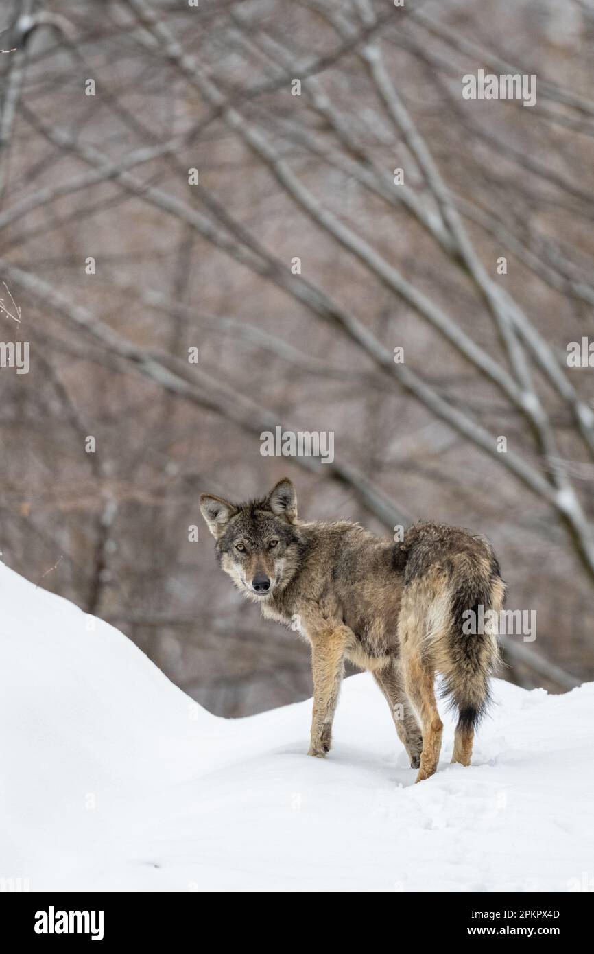 Loup gris dans un paysage de forêt enneigée. Canis lupus. Montagnes de Bieszczady, Carpates, Pologne. Banque D'Images