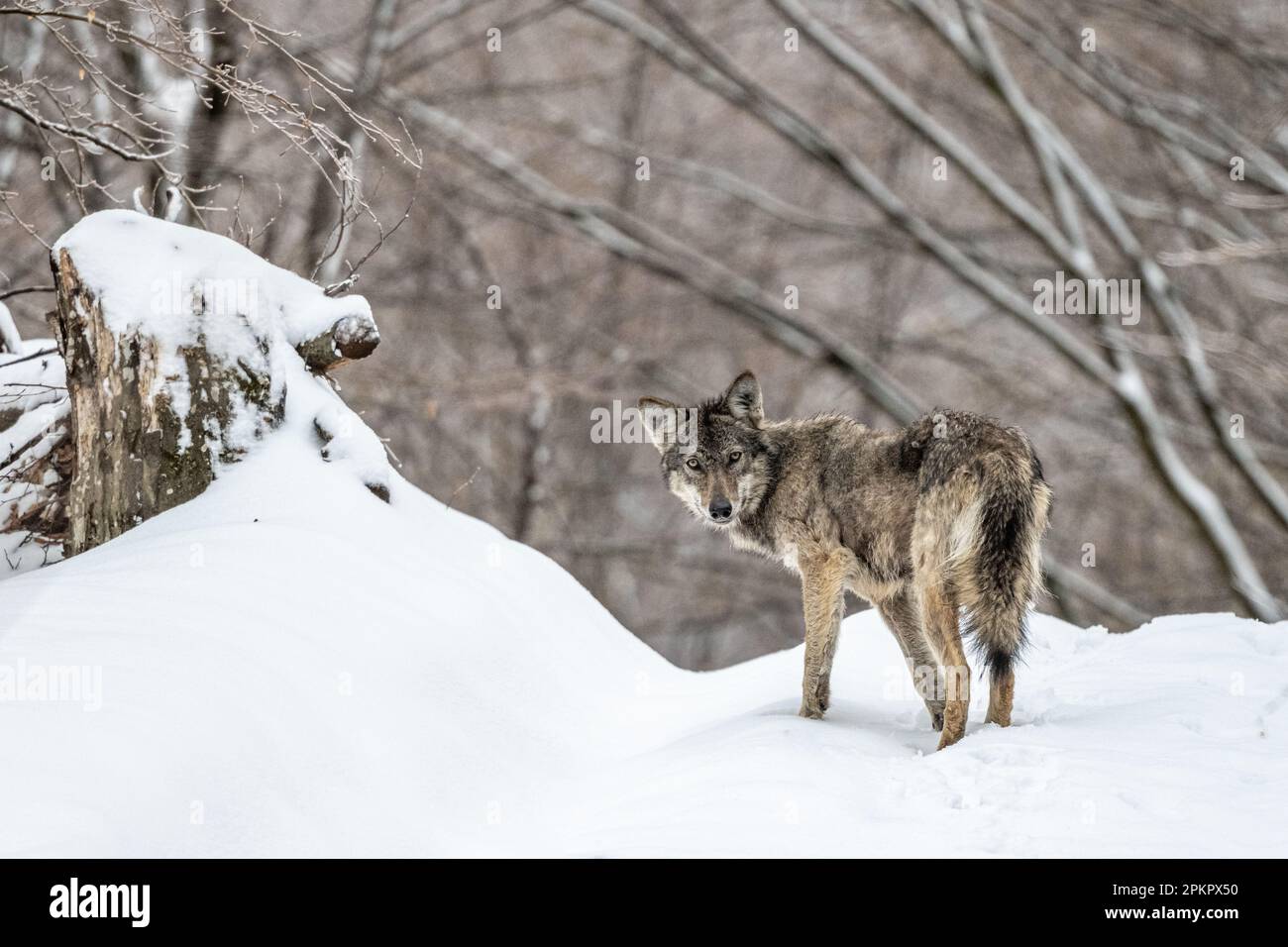 Loup gris dans un paysage de forêt enneigée. Canis lupus. Montagnes de Bieszczady, Carpates, Pologne. Banque D'Images