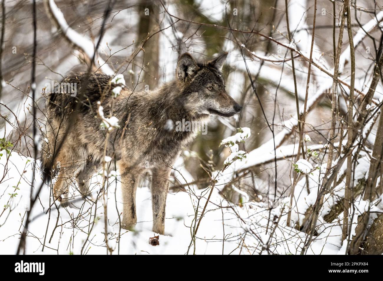 Loup gris dans un paysage de forêt enneigée. Canis lupus. Montagnes de Bieszczady, Carpates, Pologne. Banque D'Images