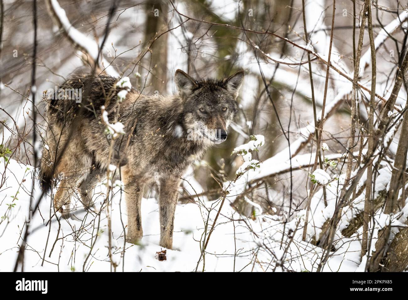 Loup gris dans un paysage de forêt enneigée. Canis lupus. Montagnes de Bieszczady, Carpates, Pologne. Banque D'Images