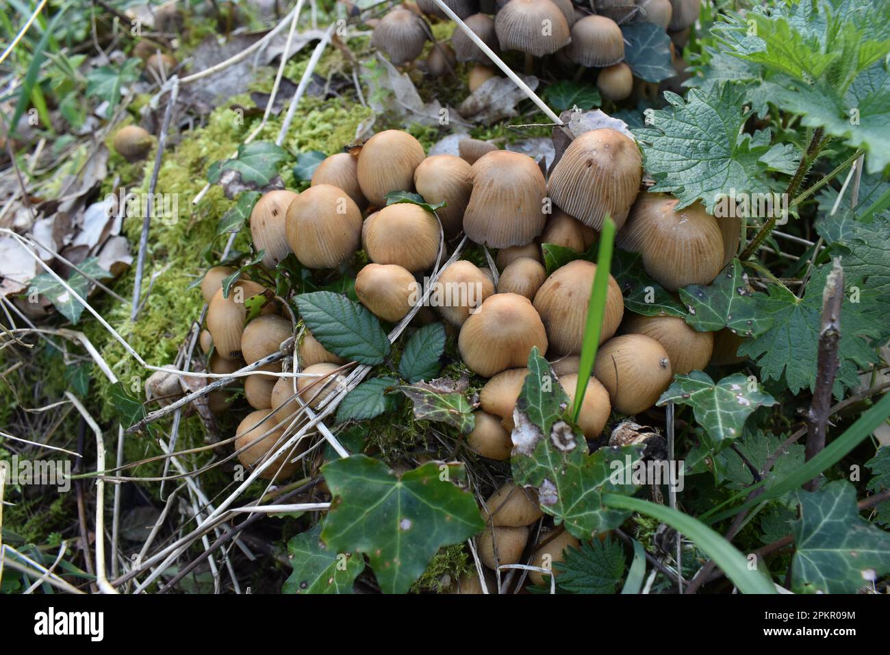 Un groupe de champignons dans les bois parmi le feuillage, y compris l'ivie et la mousse. Banque D'Images