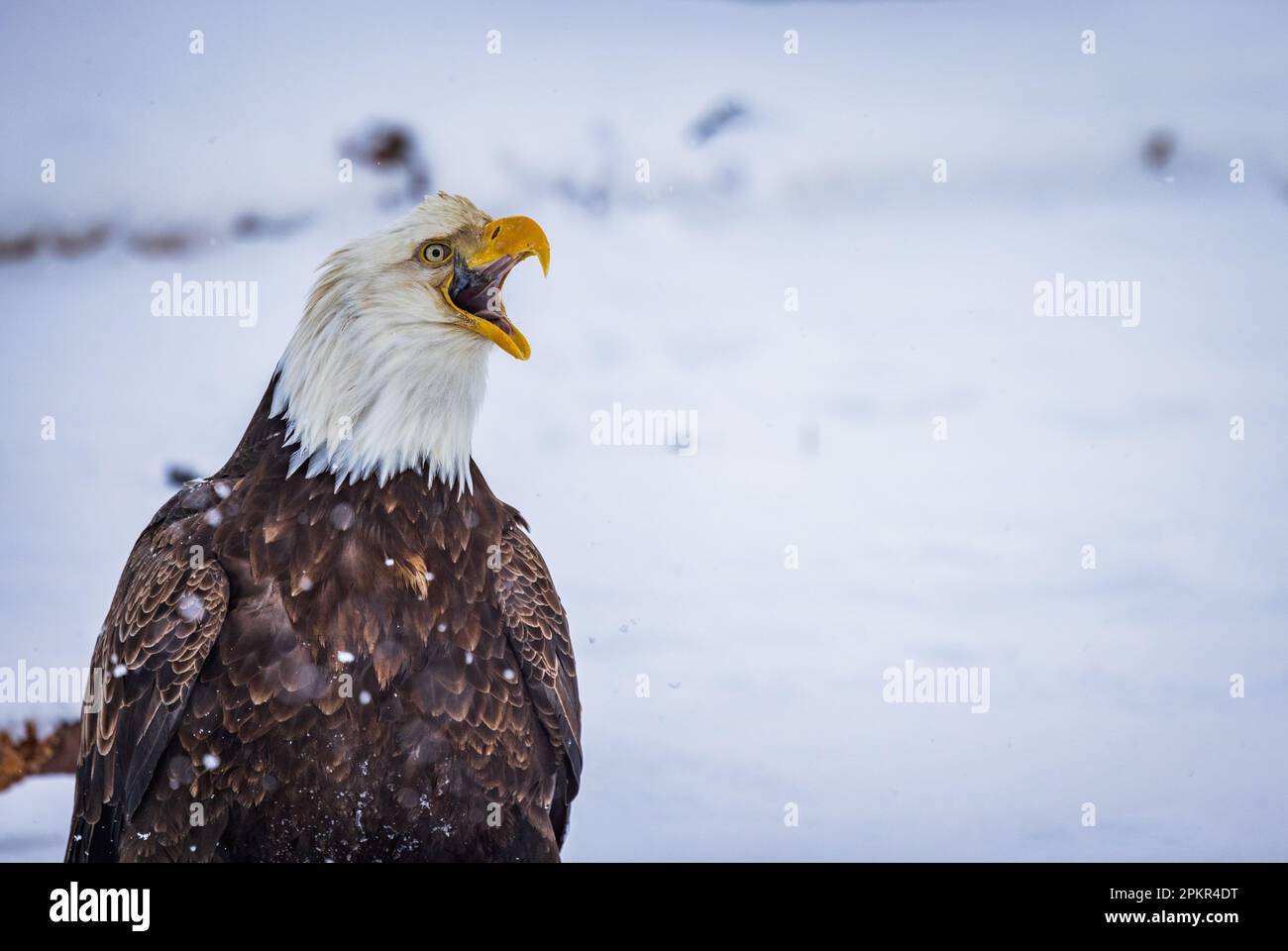 Aigle sur terre avec bec ouvert et squawking Banque D'Images