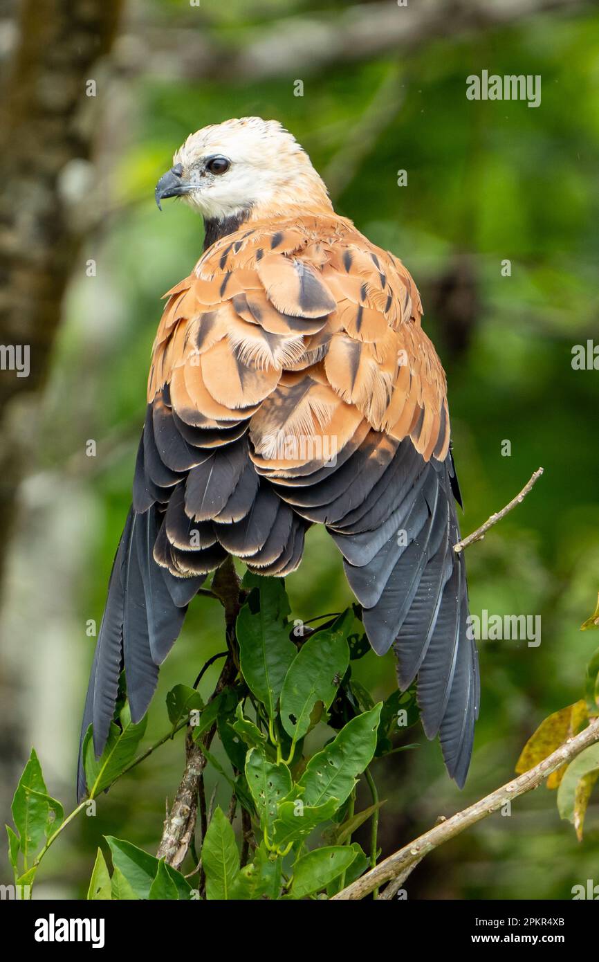 Faucon à collier noir (Busarellus nigricollis) de l'Amazonie péruvienne Banque D'Images