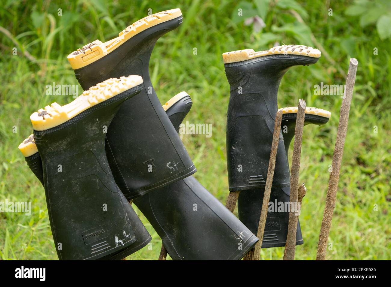 Les bottes de gommbots sont laissées au sec après une matinée d'exploration de l'Amazonie péruvienne. Ces équipements sont considérés comme essentiels. Banque D'Images