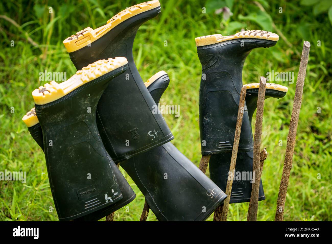 Les bottes de gommbots sont laissées au sec après une matinée d'exploration de l'Amazonie péruvienne. Ces équipements sont considérés comme essentiels. Banque D'Images