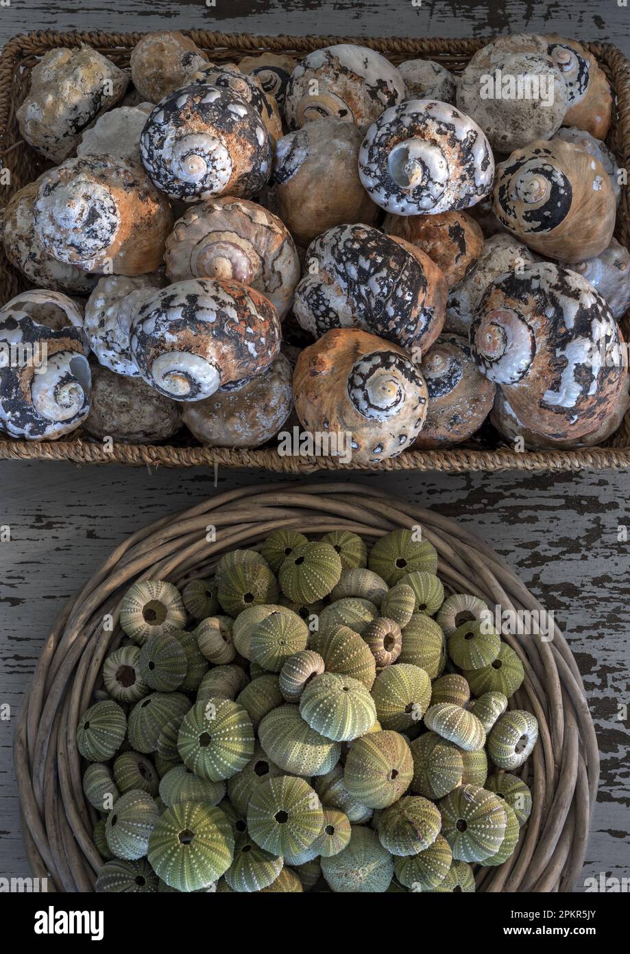 Une collection de coquilles d'escargot de turban géantes ( connues sous le nom d'Alikreukel ) et de coquillages d'oursin de mer se trouvent sur une table d'une maison de vacances à Stilbaai le long du c sud Banque D'Images