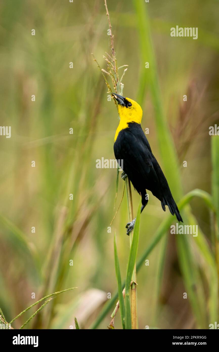 le blackbird à tête jaune (Xanthocephalus xanthocephalus) de l'Amazonie péruvienne Banque D'Images