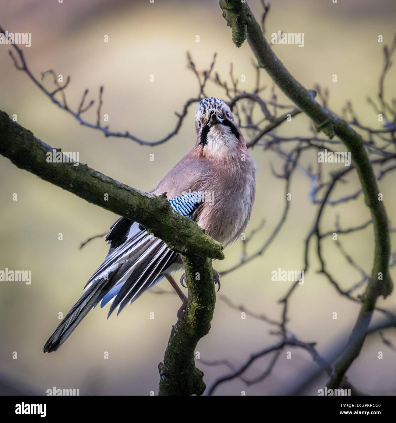 jay eurasien (Garrulus Glandarius) chantant à son compagnon et ronflant ses plumes dans une danse de vaisseau dans le Yorkshire, Angleterre, Royaume-Uni Banque D'Images
