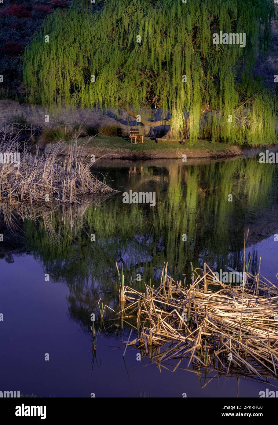 Le saule et les roseaux sur la ferme d'hôtes de Cedarberg à l'extérieur du village agricole de Cedatville. Banque D'Images