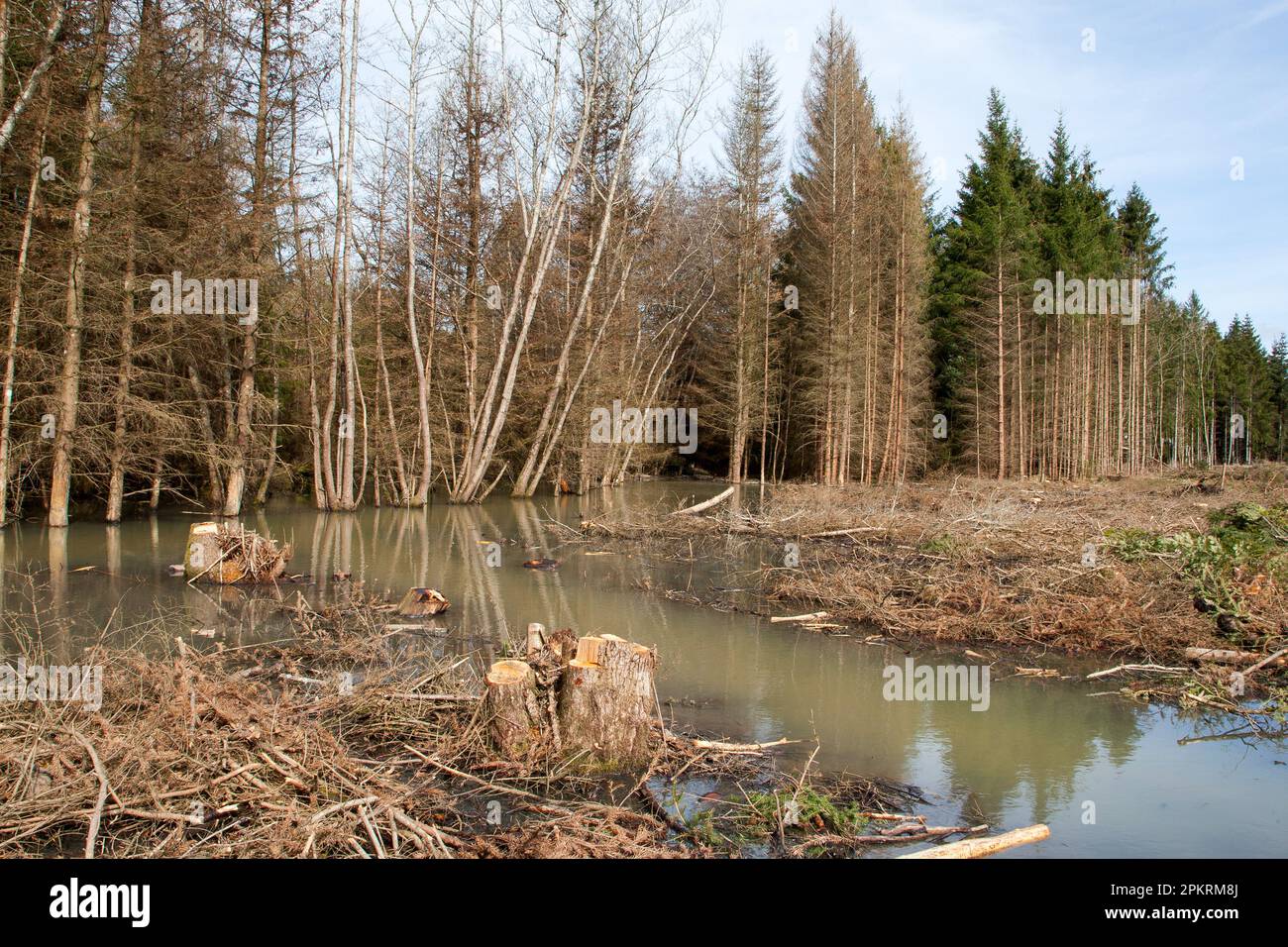 Zone forestière déboisée et inondée en Allemagne après de fortes pluies. Banque D'Images