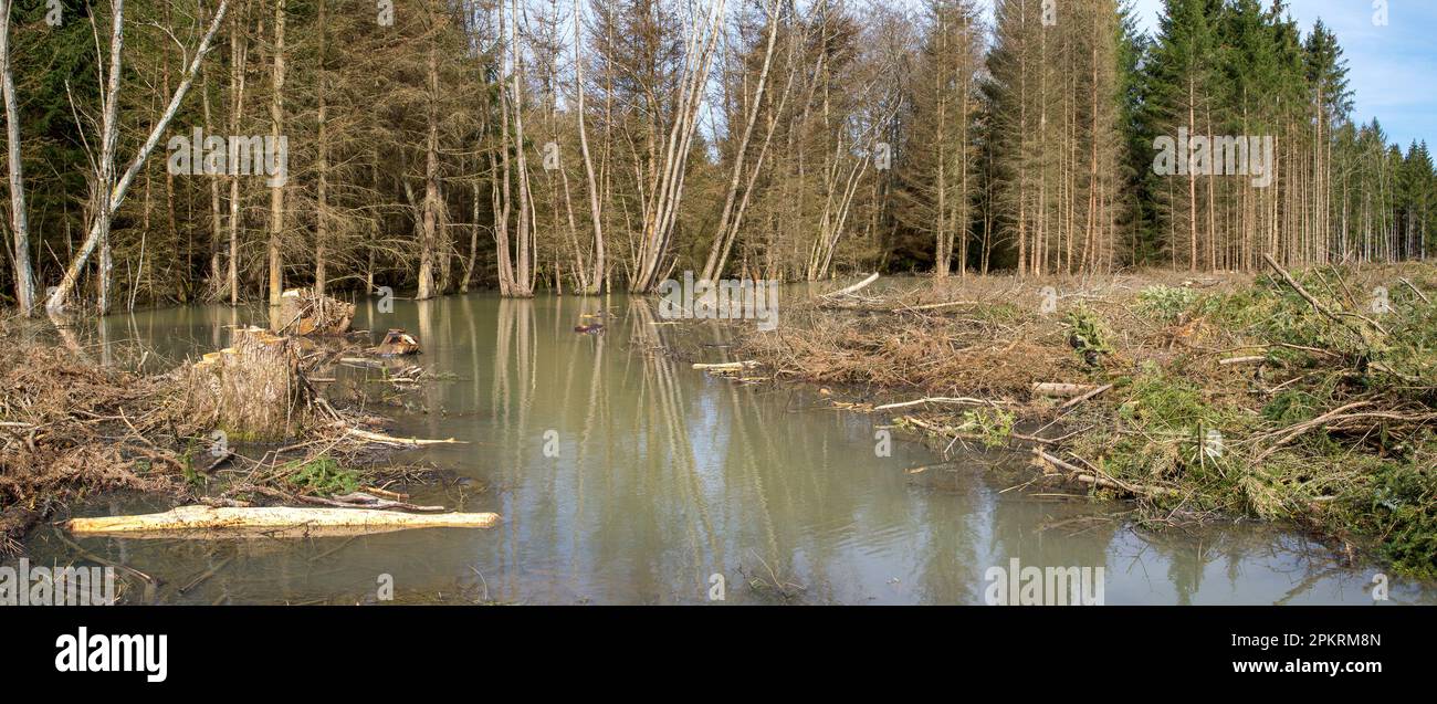 Zone forestière déboisée et inondée en Allemagne après de fortes pluies. Banque D'Images
