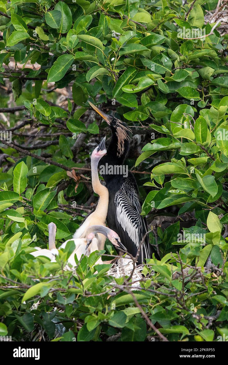 Anhinga avec poussin Banque D'Images