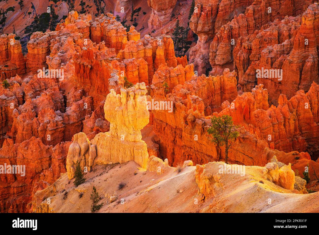 Les hoodoos de Bryce Canyon brillent dans la lumière du matin à Bryce point Banque D'Images