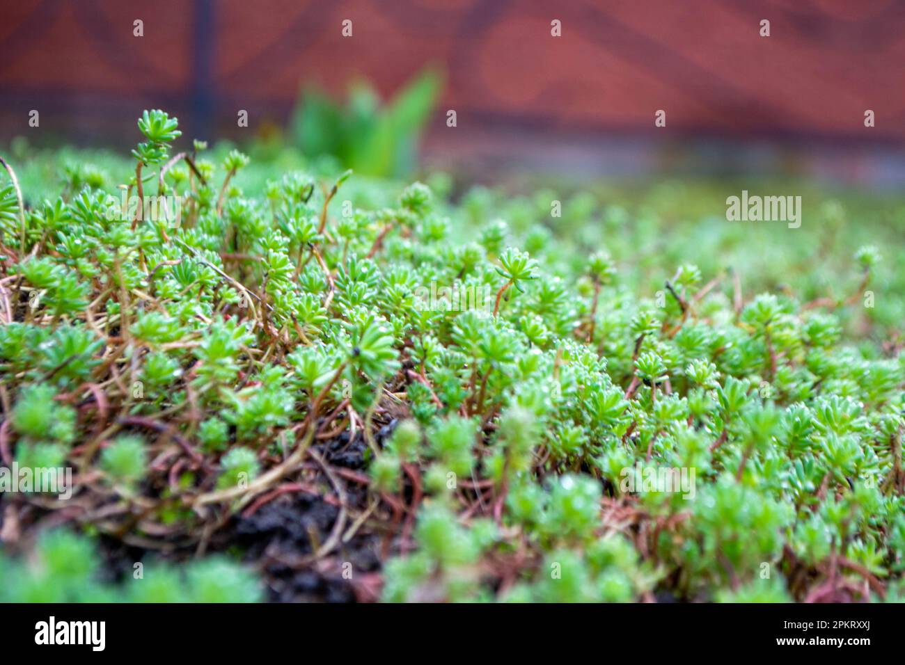 Un gros plan d'une plante verte avec le mot vert dessus. Photo de haute qualité Banque D'Images