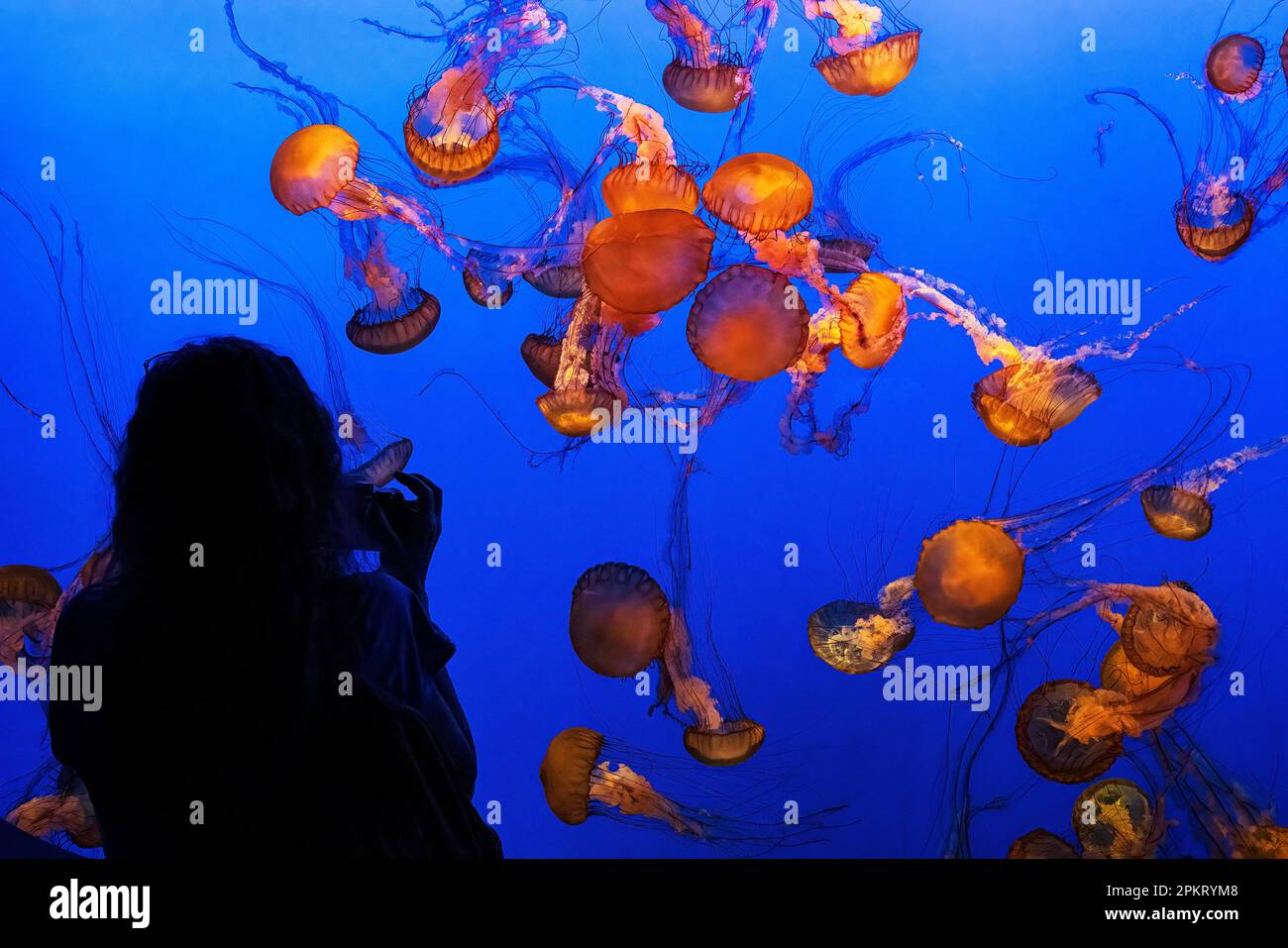 Femme photographiant l'exposition colorée de méduses à l'aquarium de la baie de Monterey, en Californie Banque D'Images