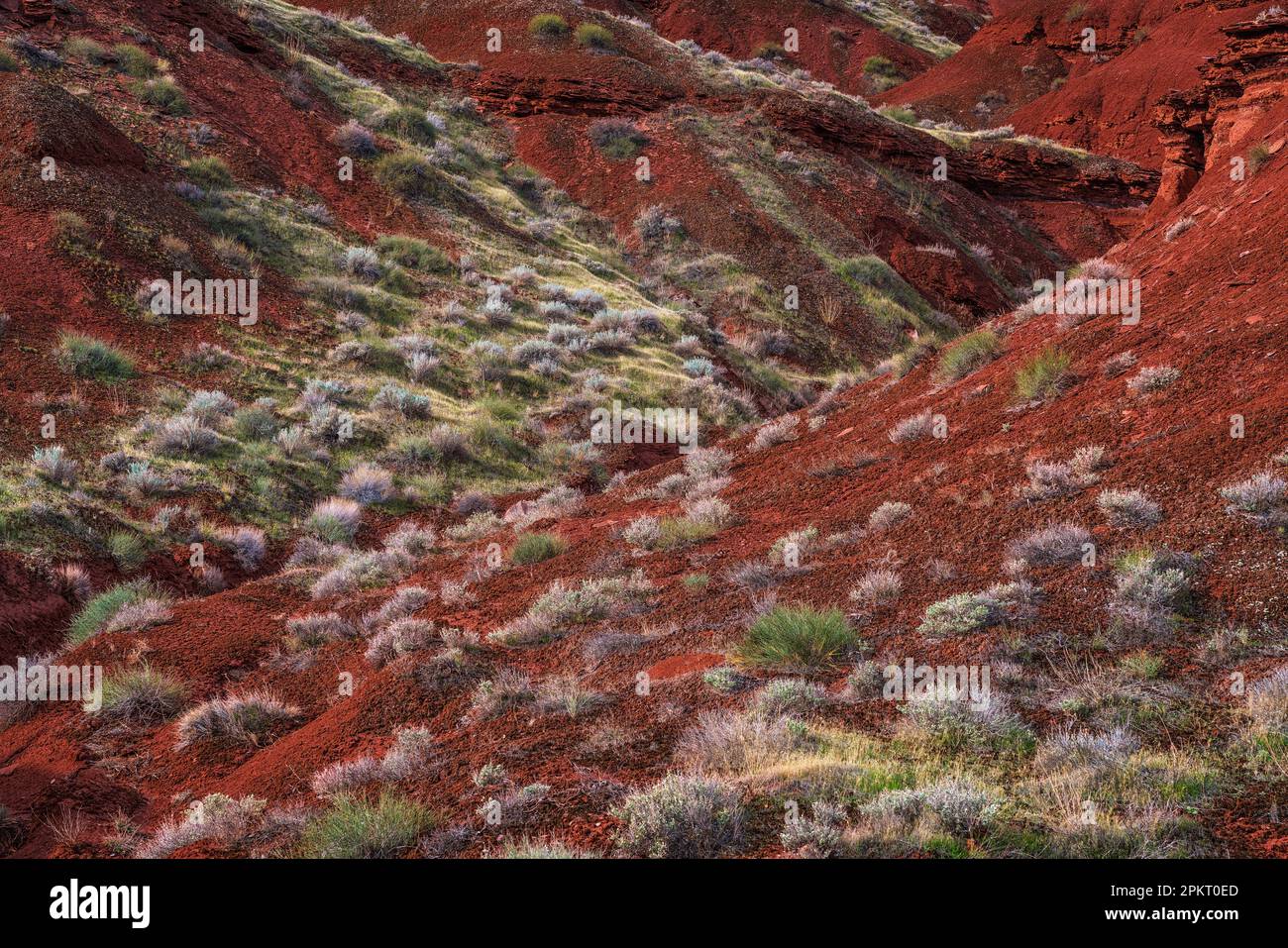 Flore et géologie colorées dans Castle Valley près de Moab, Utah Banque D'Images