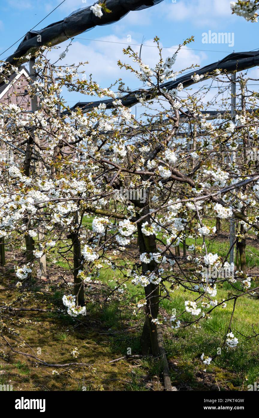 Fleur blanche printanière de cerisier doux, verger avec arbres fruitiers à West Betuwe, pays-Bas en avril Banque D'Images