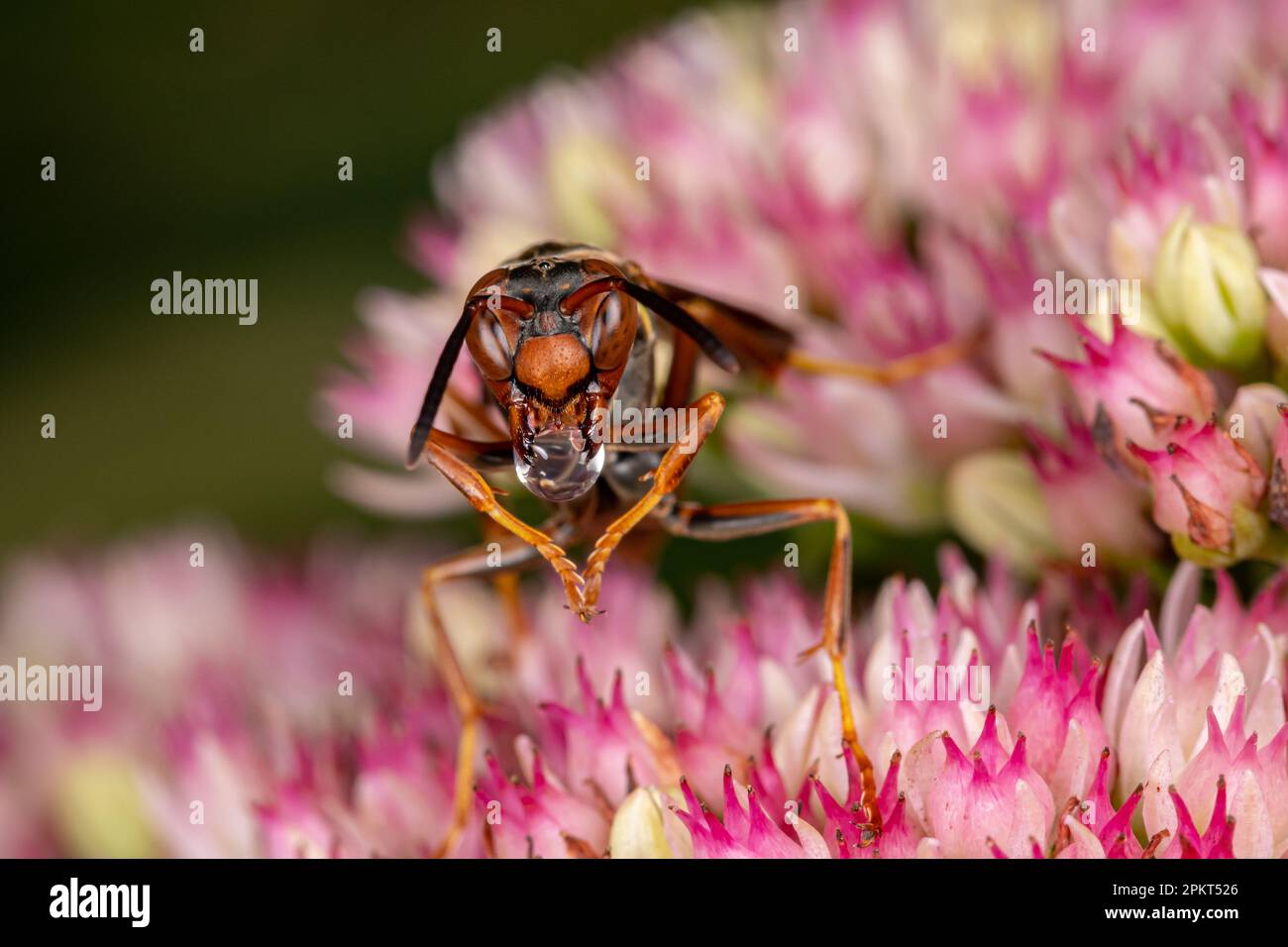 La guêpe de papier du Nord souffle la bulle de salive pour se refroidir. La conservation des insectes et de la nature, la préservation de l'habitat et le concept de jardin de fleurs d'arrière-cour. Banque D'Images