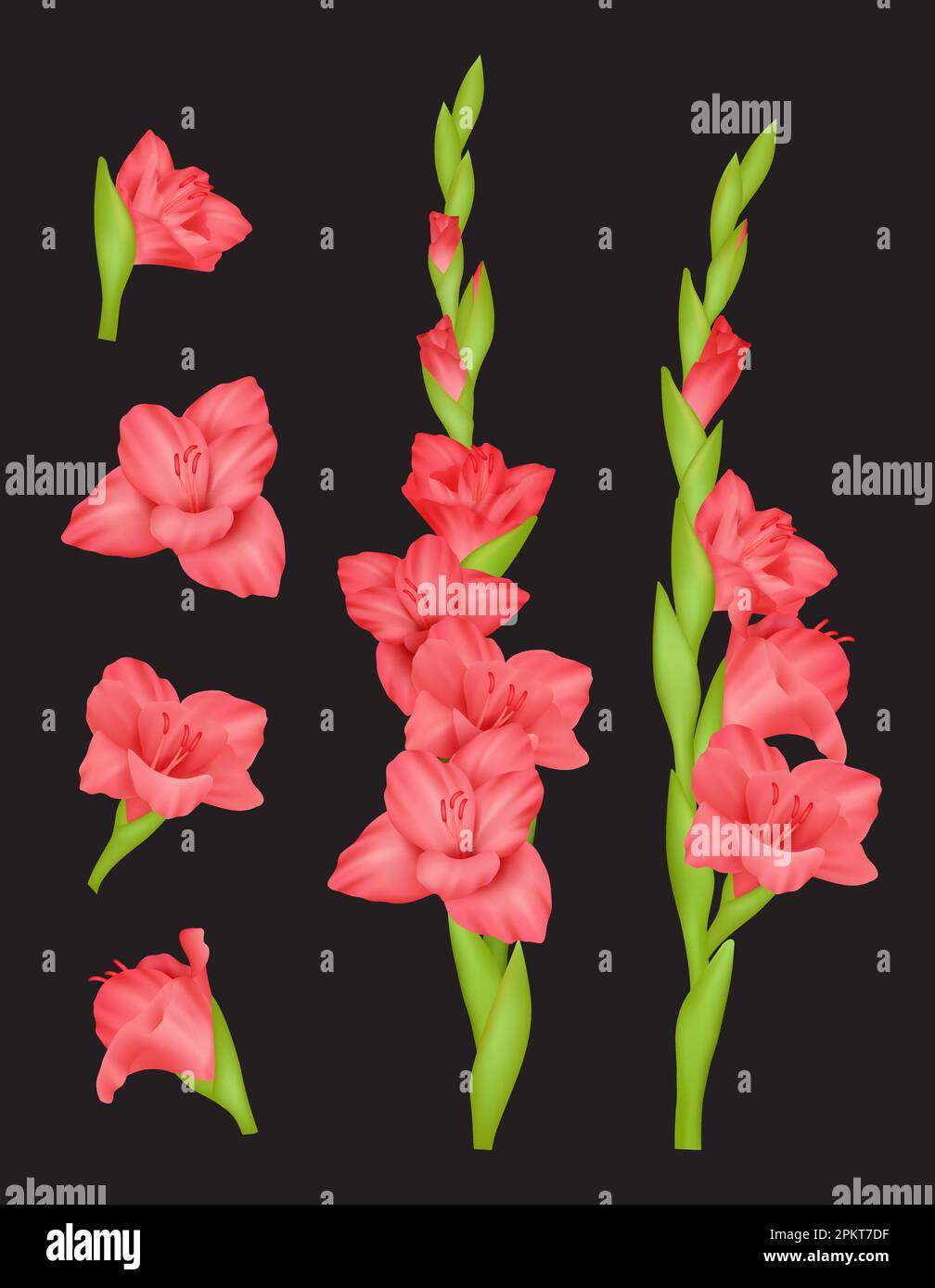 Gladiolus. Belles fleurs colorées rouges bourgeons décent vecteur images réalistes Illustration de Vecteur