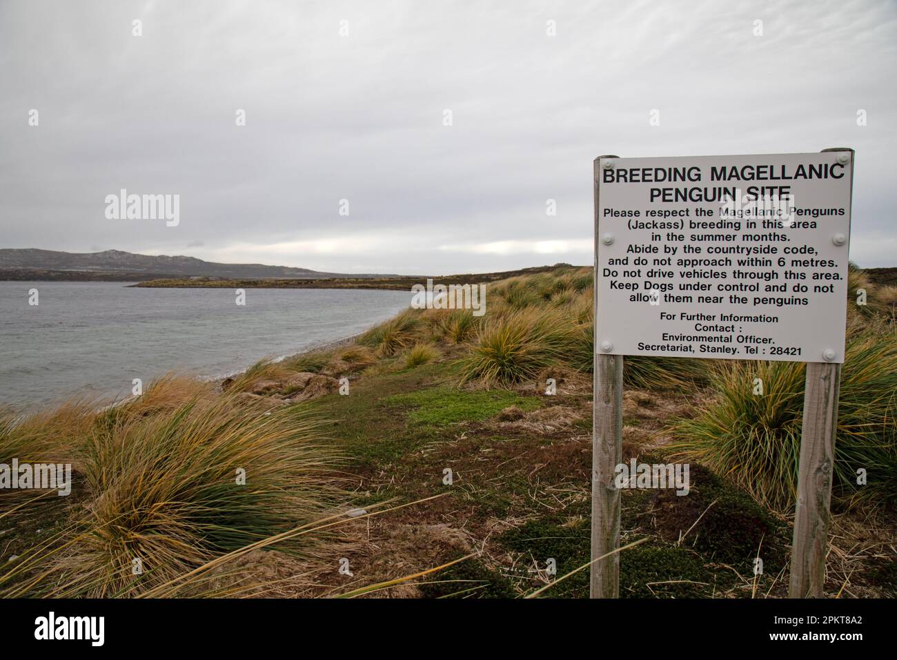 Panneau près de Stanley dans les îles Falkland avertissement de reproduction de la colonie de pingouins Magellanic. Banque D'Images