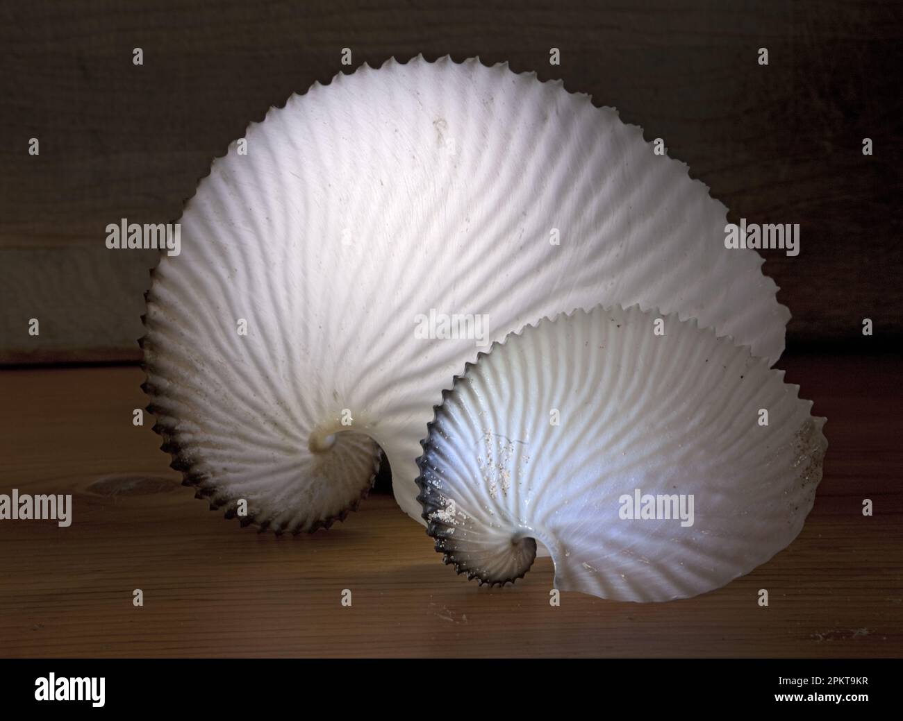 Deux coques Nautilus en papier (Argonauta argo) se trouvent sur un rack dans la vallée de Natures. Ces coquilles fragiles et semi-translucides peuvent être ramassés sur l'Indien Banque D'Images