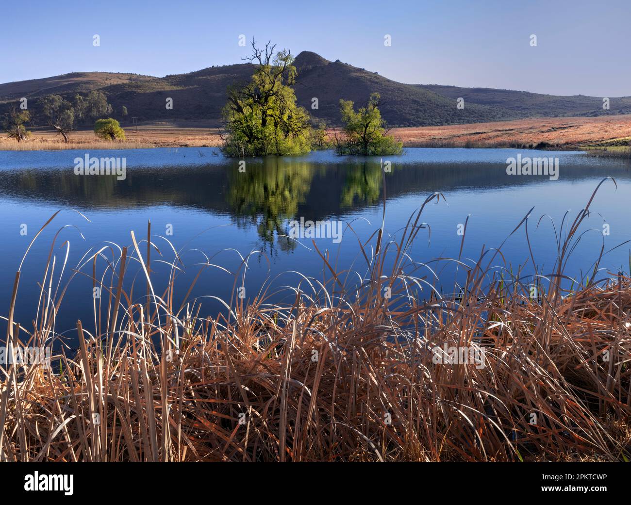 Les saules se reflètent dans un petit lac au sud de la ville agricole de Cedarville. Banque D'Images