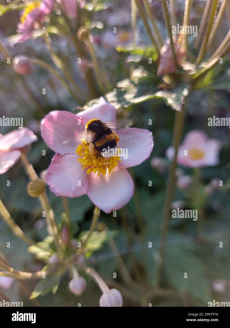 Le bourdon recueille le nectar sur une fleur pourpre. Banque D'Images