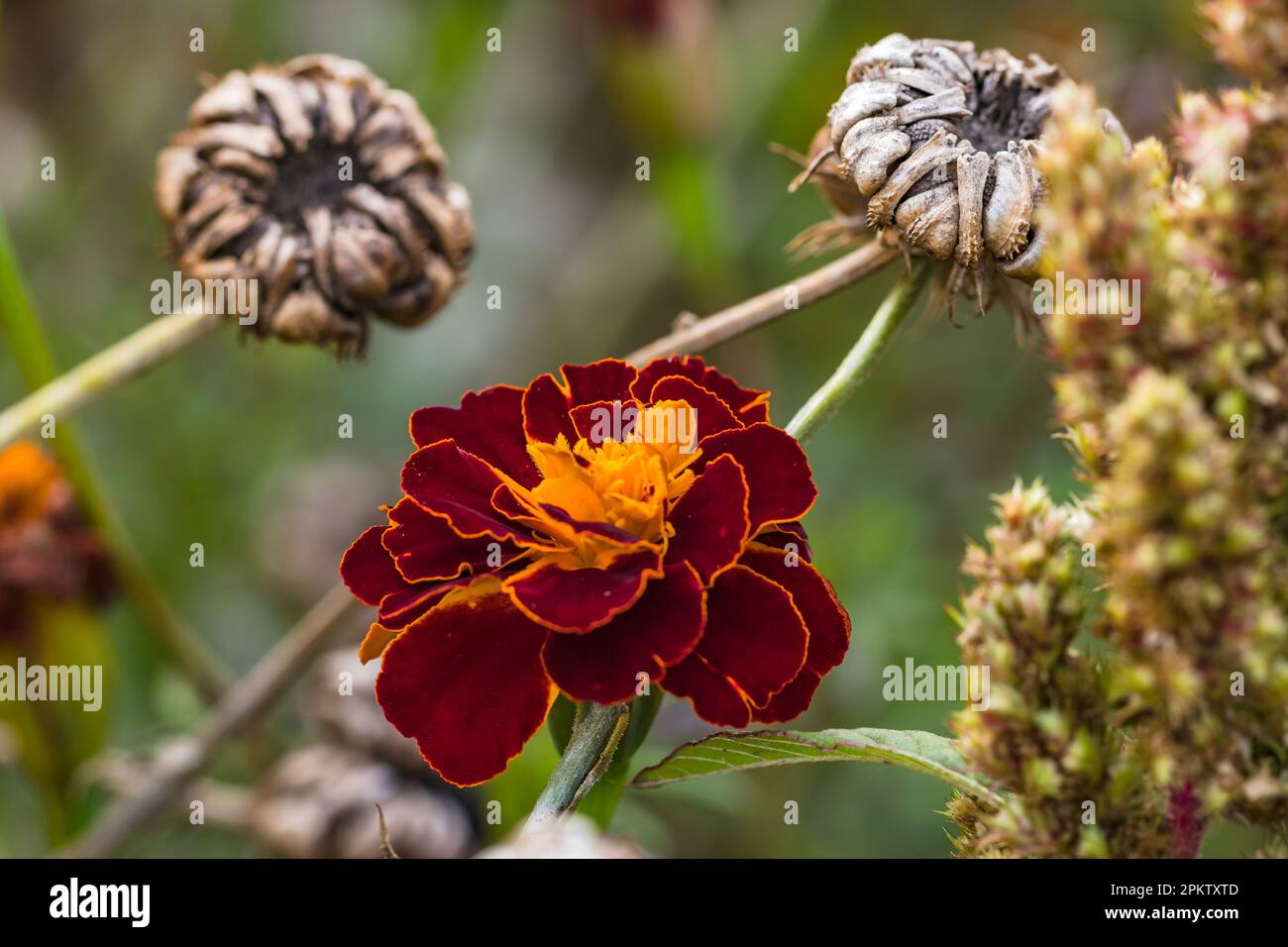 Une fleur d'été dominante rouge et jaune isolée sur fond naturel brun et vert Banque D'Images