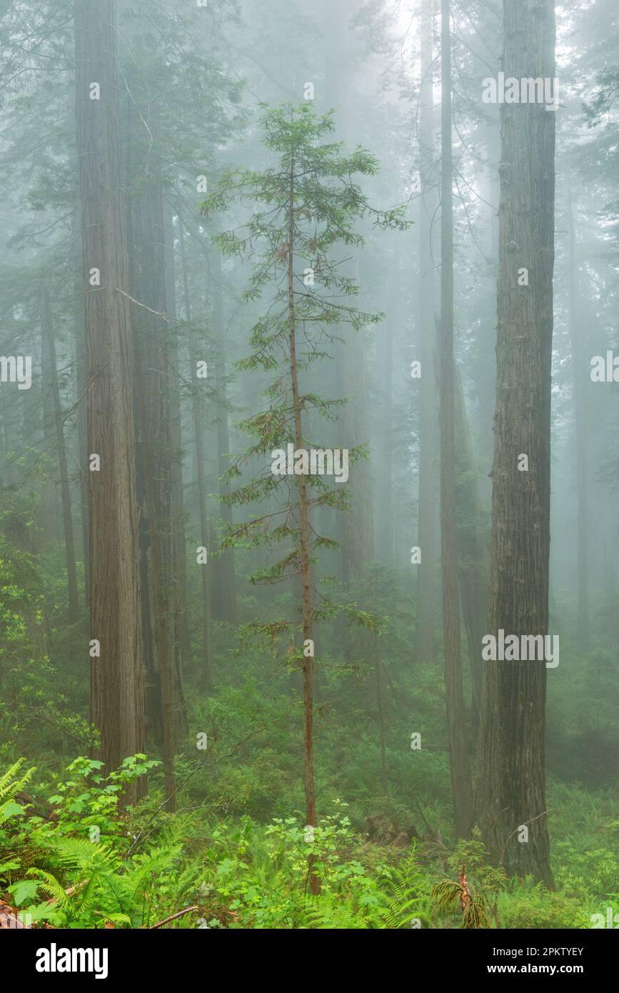 Séquoias, brouillard côtier, Damnation Creek, Del Norte Redwoods State Park, Redwood National and State Parks, Californie Banque D'Images