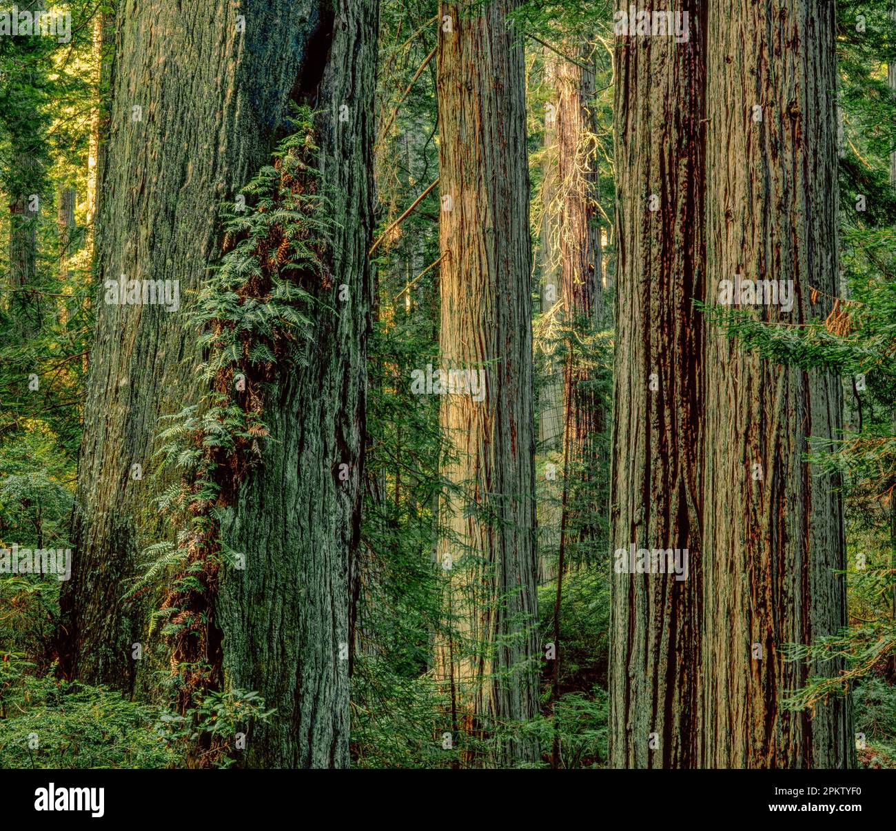 Redwoods, Damnation Creek, parc national Del Norte Redwoods, parcs nationaux et nationaux Redwood, Californie Banque D'Images