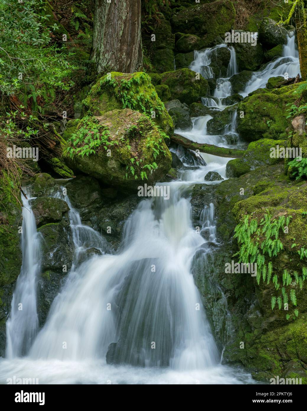 Lower Falls, Cataract Canyon, le Mont Tamalpais, comté de Marin, en Californie Banque D'Images