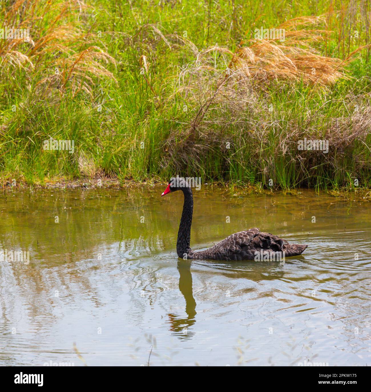 Cygne noir, Cygnus atratus, nageant dans un étang du comté de Wilson, Texas. Bird est originaire d'Australie et de Nouvelle-Zélande. Banque D'Images