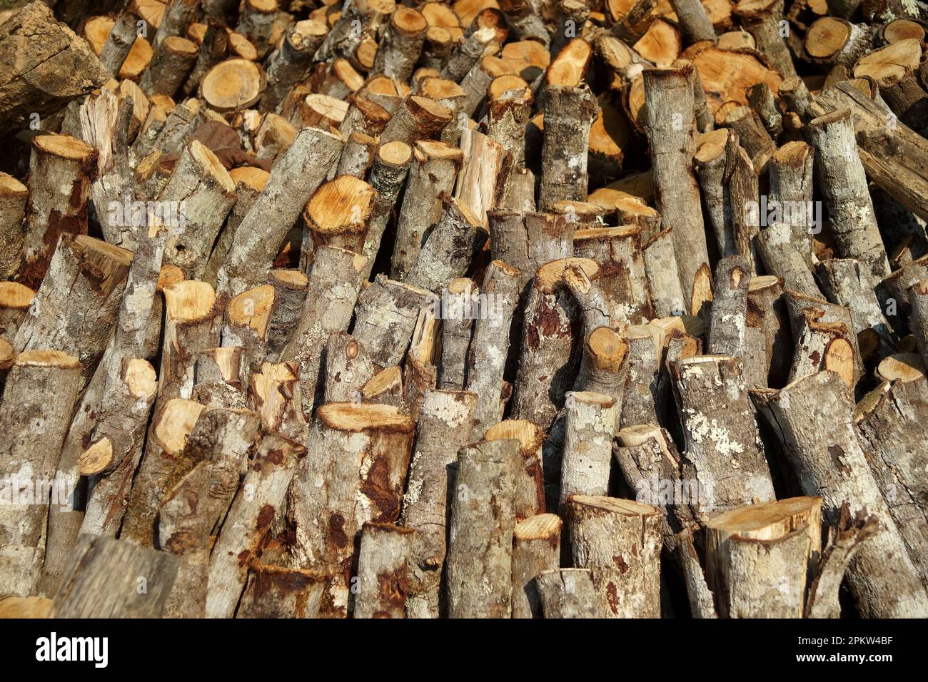 Pile de souche en bois en arrière-plan ou de texture Banque D'Images